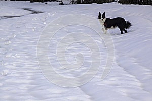Dog playing in the snow at Christmas. Young and funny Border Collie