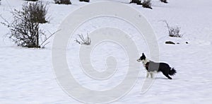Dog playing in the snow at Christmas. Young and funny Border Collie
