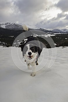 Dog playing in the snow at Christmas. Young and funny Border Collie