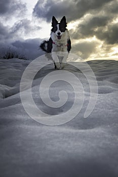 Dog playing in the snow at Christmas. Young and funny Border Collie