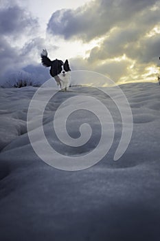 Dog playing in the snow at Christmas. Young and funny Border Collie