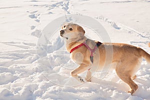 Dog playing in the snow on a Sunny day