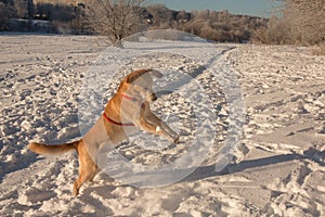 Dog playing in the snow on a Sunny day