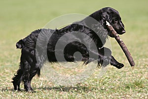 Il cane è un Presa 