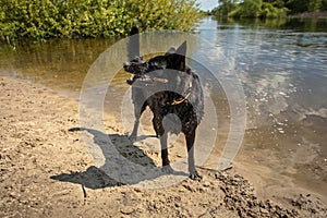 The dog playing with a stick on the bank of the small river