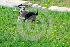 Dog playing with stick in grass