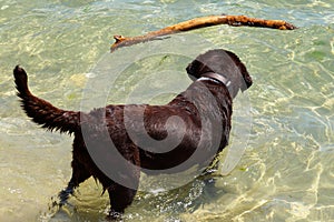 Dog playing with a stick in the water