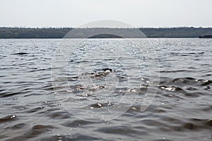 The dog is playing with a stick in the water. A dog swims in a river on the shore