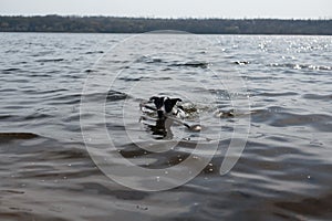 The dog is playing with a stick in the water. A dog swims in a river on the shore