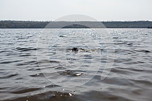 The dog is playing with a stick in the water. A dog swims in a river on the shore