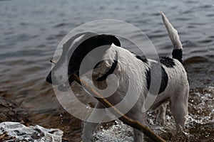 The dog is playing with a stick in the water. A dog swims in a river on the shore