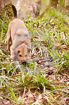 Dog Playing With Stick In Woodland