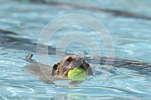 Dog playing in a swimming pool