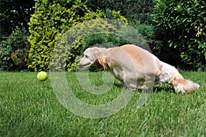 Dog playing with tennis ball