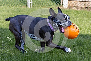 Dog Playing With Toy