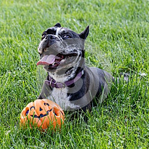 Dog Playing With Toy