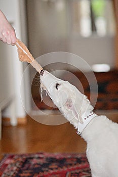 Dog playing with a toy inside. Playful and cute white borzoi Russian greyhound puppy pulling or tugging on a dog toy with human