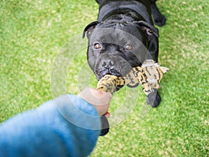 Dog playing tug with a toy on artifical grass