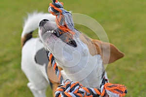 The dog is playing tug-of-war with the rope. Playful dog with toy. Tug of war between master and beagle dog.