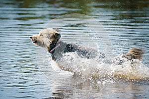 A dog that is playing in water