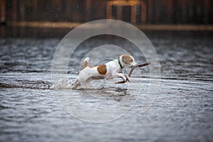 Dog playing in water