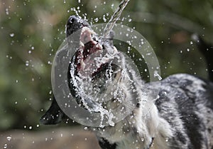 Dog playing with water jet