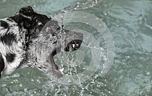 Dog playing with water jet near a pool