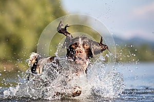 Dog playing in water - Springer Spaniel