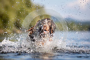 Dog playing in water Springer Spaniel