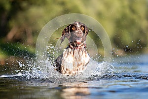 Dog playing in water - Springer Spaniel