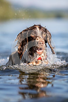 Dog playing in water - Springer Spaniel