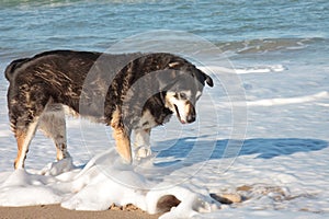 Dog playing in waves at Pouawa surf beach, New Zealand
