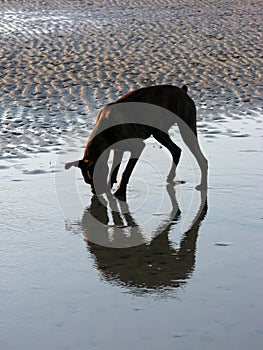 Dog playing on wet sandy beach