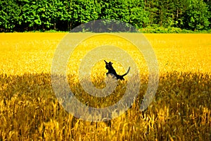 Dog playing in the wheat field