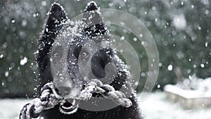 Dog playing during winter in snow