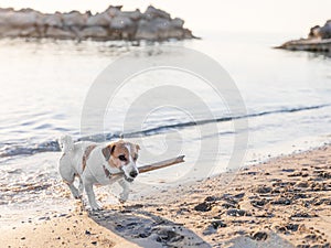 Dog playing with wooden stick on sea coast