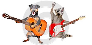 The dog plays the acoustic guitar and the raccoon plays the electric guitar