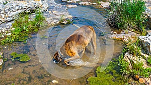 Dog plays in a creek to cool off during summer