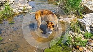 Dog plays in a creek to cool off during summer