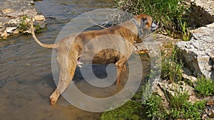 Dog plays in a creek to cool off during summer