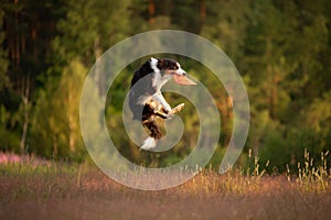 The dog plays the disc. border collie for sports, catch a toy