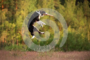 The dog plays the disc. border collie for sports, catch a toy