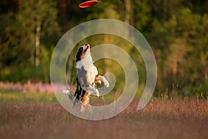 The dog plays the disc. border collie for sports, catch a toy