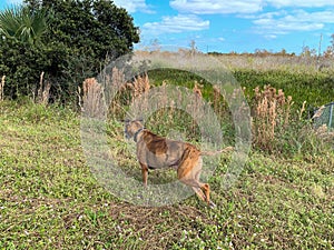 Dog plays fetch in a field