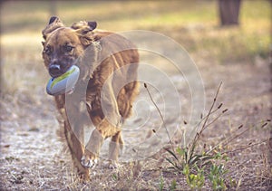 Dog plays in the park with the ball