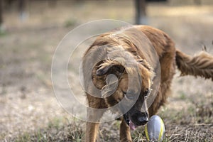 Dog plays in the park with the ball