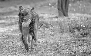 Dog plays in the park with the ball