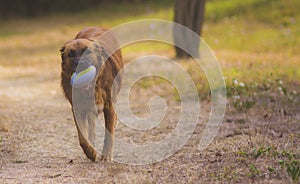 Dog plays in the park with the ball