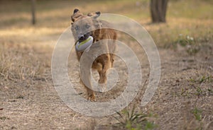 Dog plays in the park with the ball