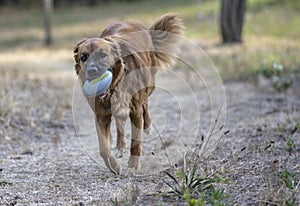 Dog plays in the park with the ball